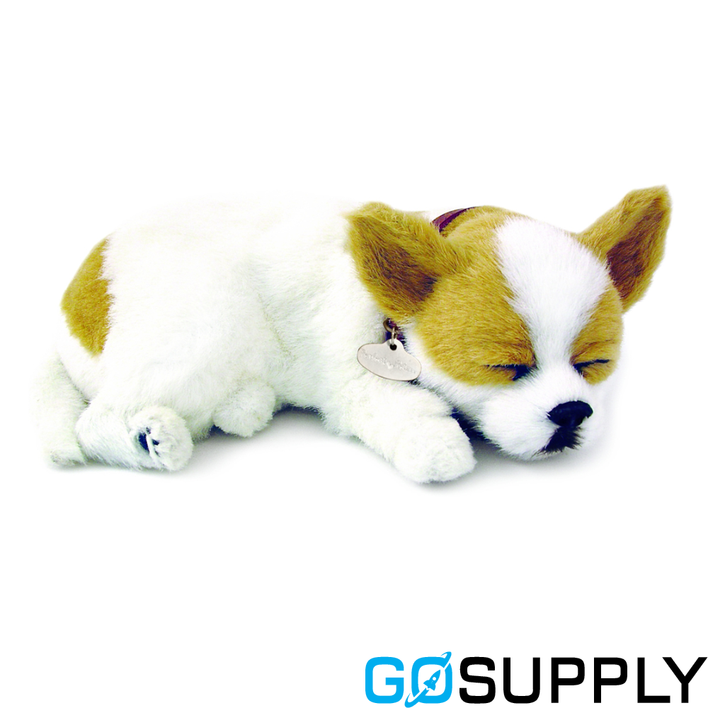 Perfect Palzzz - Jack Russell Terrier